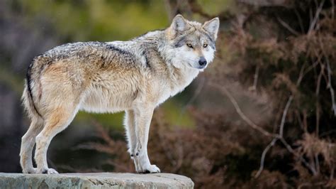 la palabra de lobos|lobo gris mexicano.